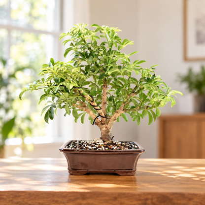 Dwarf Schefflera Bonsai Ceramic 7" Pot - One of a Kind Bonsai