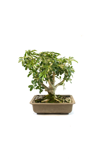 Dwarf Schefflera Bonsai Training 8" Pot - Pre Bonsai