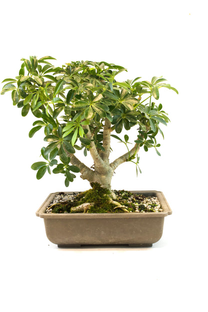 Dwarf Schefflera Bonsai Training 8" Pot - Pre Bonsai