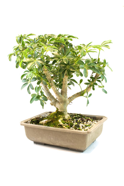 Dwarf Schefflera Bonsai Training 8" Pot - Pre Bonsai