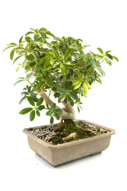 Dwarf Schefflera Bonsai Training 8" Pot - Pre Bonsai