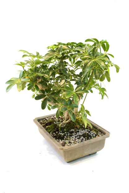 Dwarf Schefflera Bonsai Training 8" Pot - Pre Bonsai