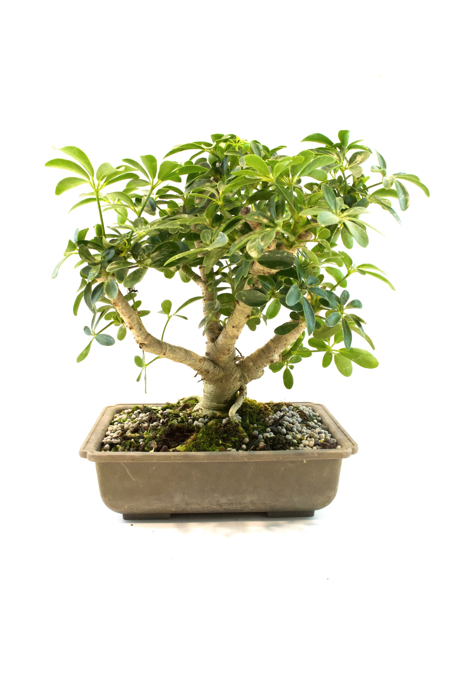 Dwarf Schefflera Bonsai Training 8" Pot - Pre Bonsai