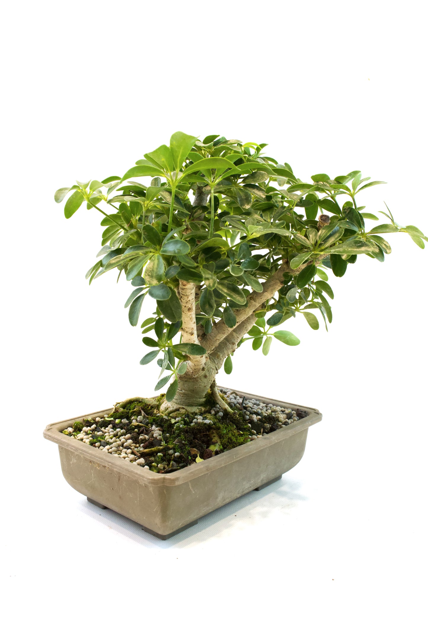 Dwarf Schefflera Bonsai Training 8" Pot - Pre Bonsai