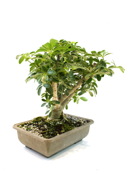 Dwarf Schefflera Bonsai Training 8" Pot - Pre Bonsai