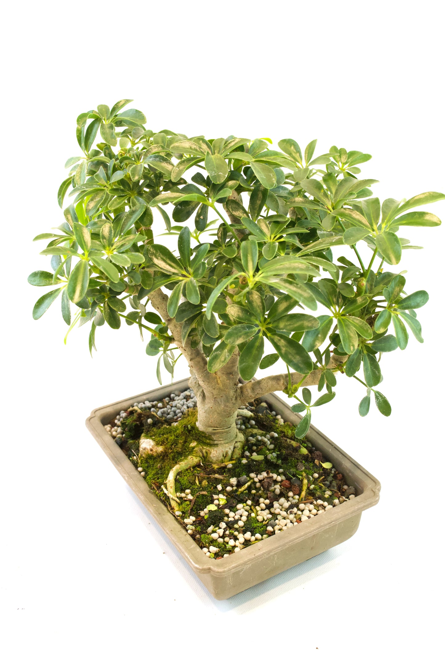 Dwarf Schefflera Bonsai Training 8" Pot - Pre Bonsai
