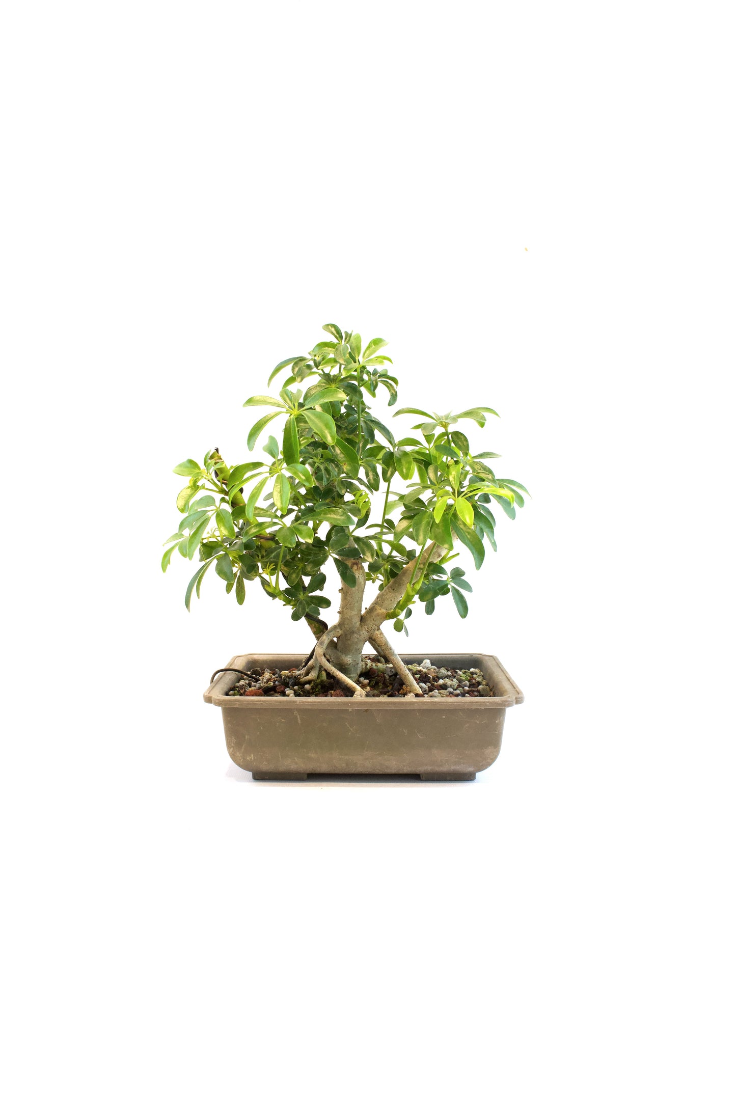 Dwarf Schefflera Bonsai Training 8" Pot - Pre Bonsai