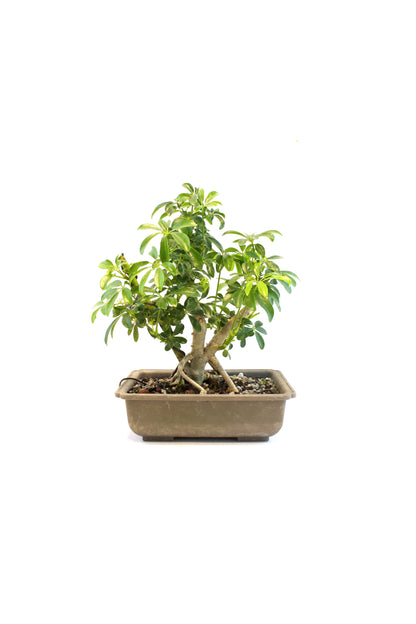 Dwarf Schefflera Bonsai Training 8" Pot - Pre Bonsai