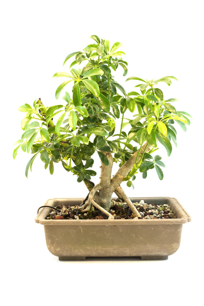 Dwarf Schefflera Bonsai Training 8" Pot - Pre Bonsai