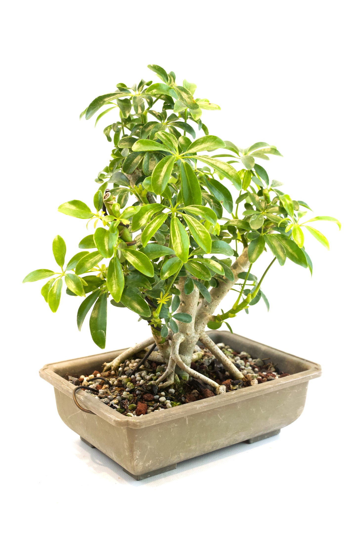 Dwarf Schefflera Bonsai Training 8" Pot - Pre Bonsai