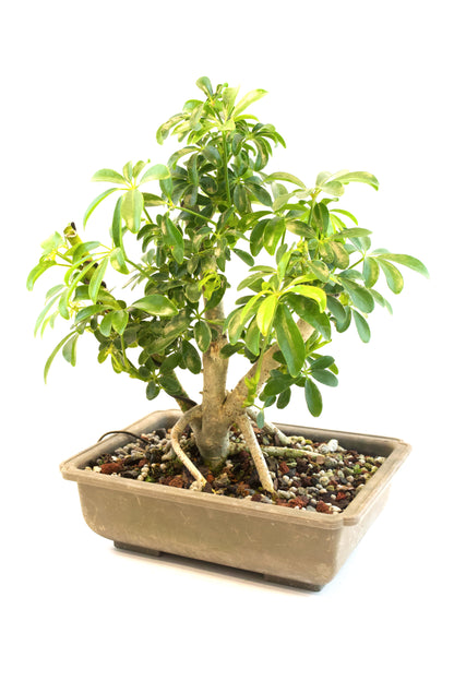 Dwarf Schefflera Bonsai Training 8" Pot - Pre Bonsai