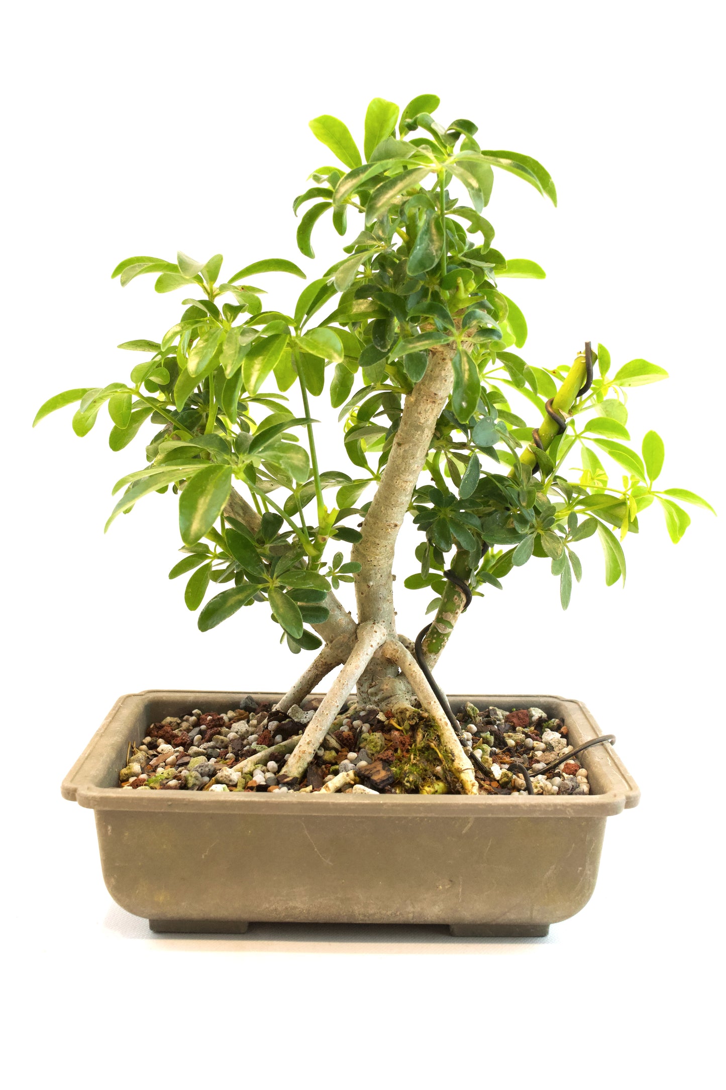 Dwarf Schefflera Bonsai Training 8" Pot - Pre Bonsai