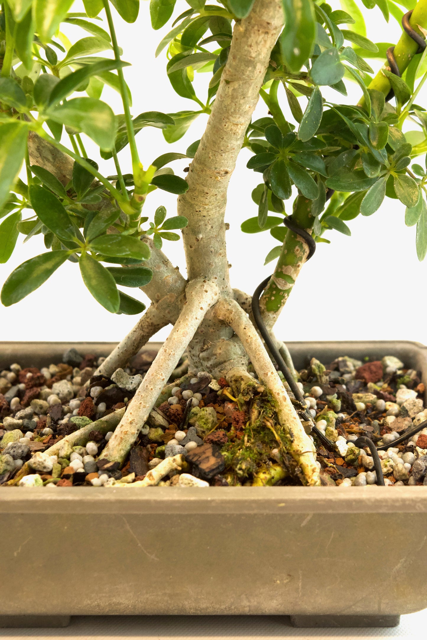 Dwarf Schefflera Bonsai Training 8" Pot - Pre Bonsai
