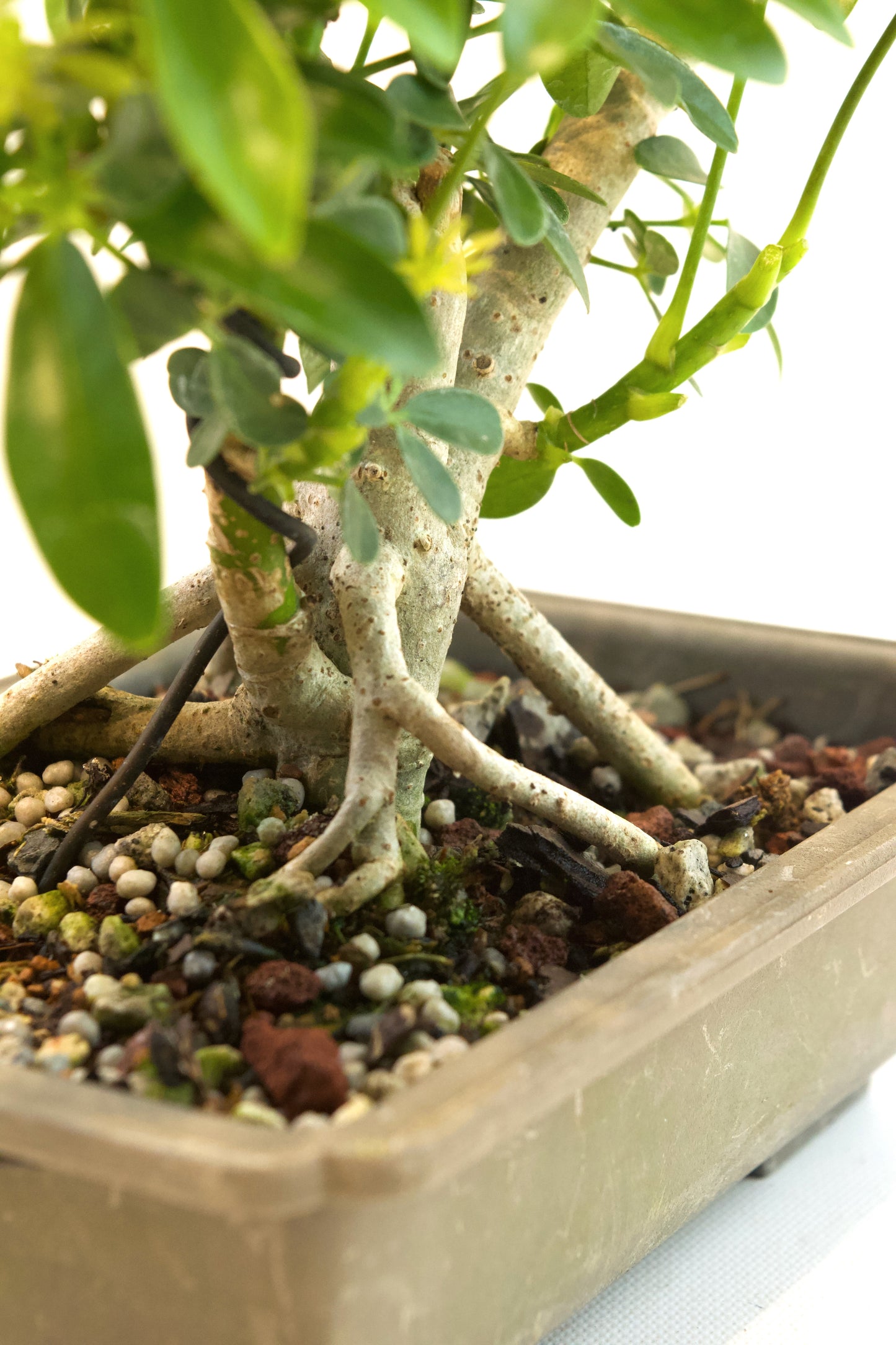 Dwarf Schefflera Bonsai Training 8" Pot - Pre Bonsai