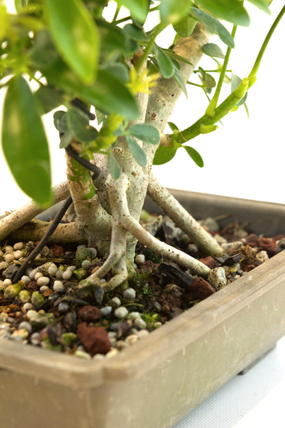 Dwarf Schefflera Bonsai Training 8" Pot - Pre Bonsai