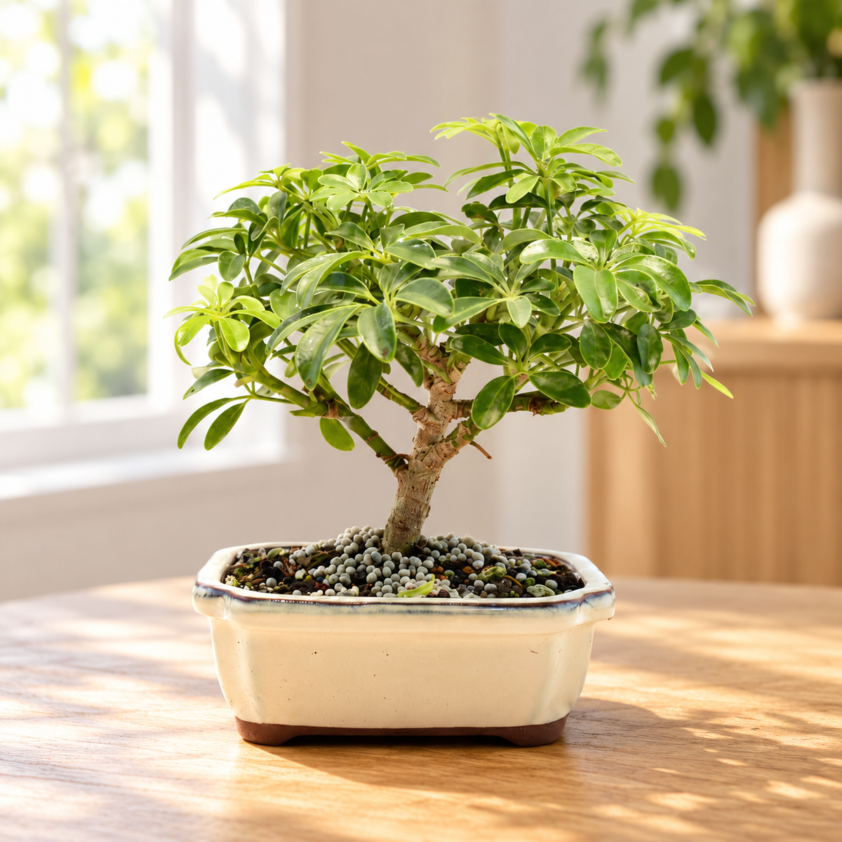 Dwarf Schefflera Bonsai Ceramic 6" Pot - One of a Kind Bonsai