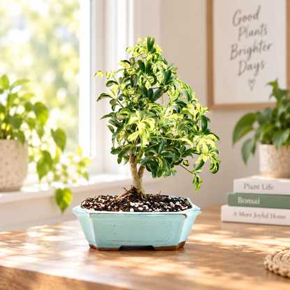 Dwarf Variegated Schefflera Bonsai Ceramic 8" Pot - One of a Kind Bonsai