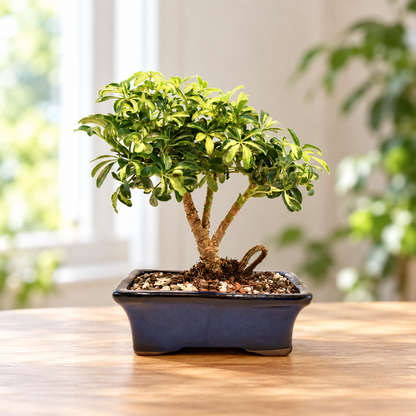 Dwarf Variegated Schefflera Bonsai Ceramic 7" Pot - One of a Kind Bonsai