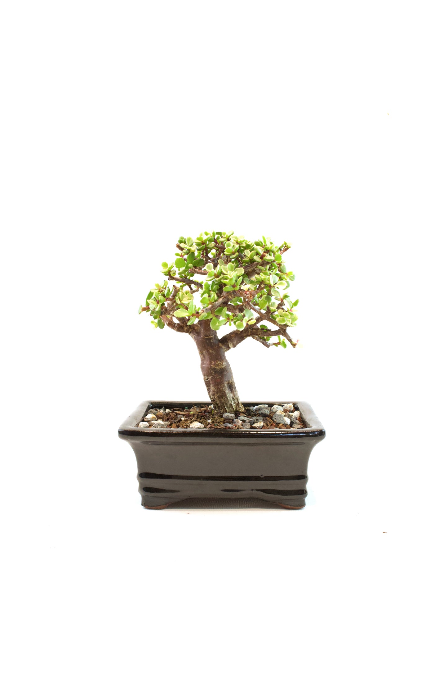 Dwarf Variegated Jade Ceramic 6" Pot - One of a Kind Bonsai