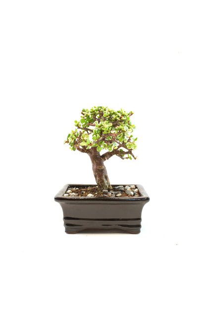 Dwarf Variegated Jade Ceramic 6" Pot - One of a Kind Bonsai