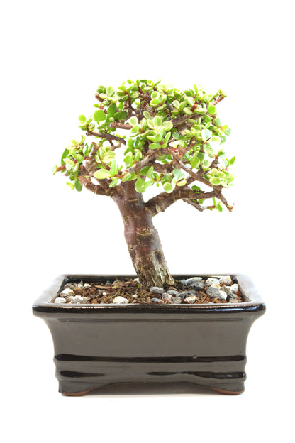 Dwarf Variegated Jade Ceramic 6" Pot - One of a Kind Bonsai