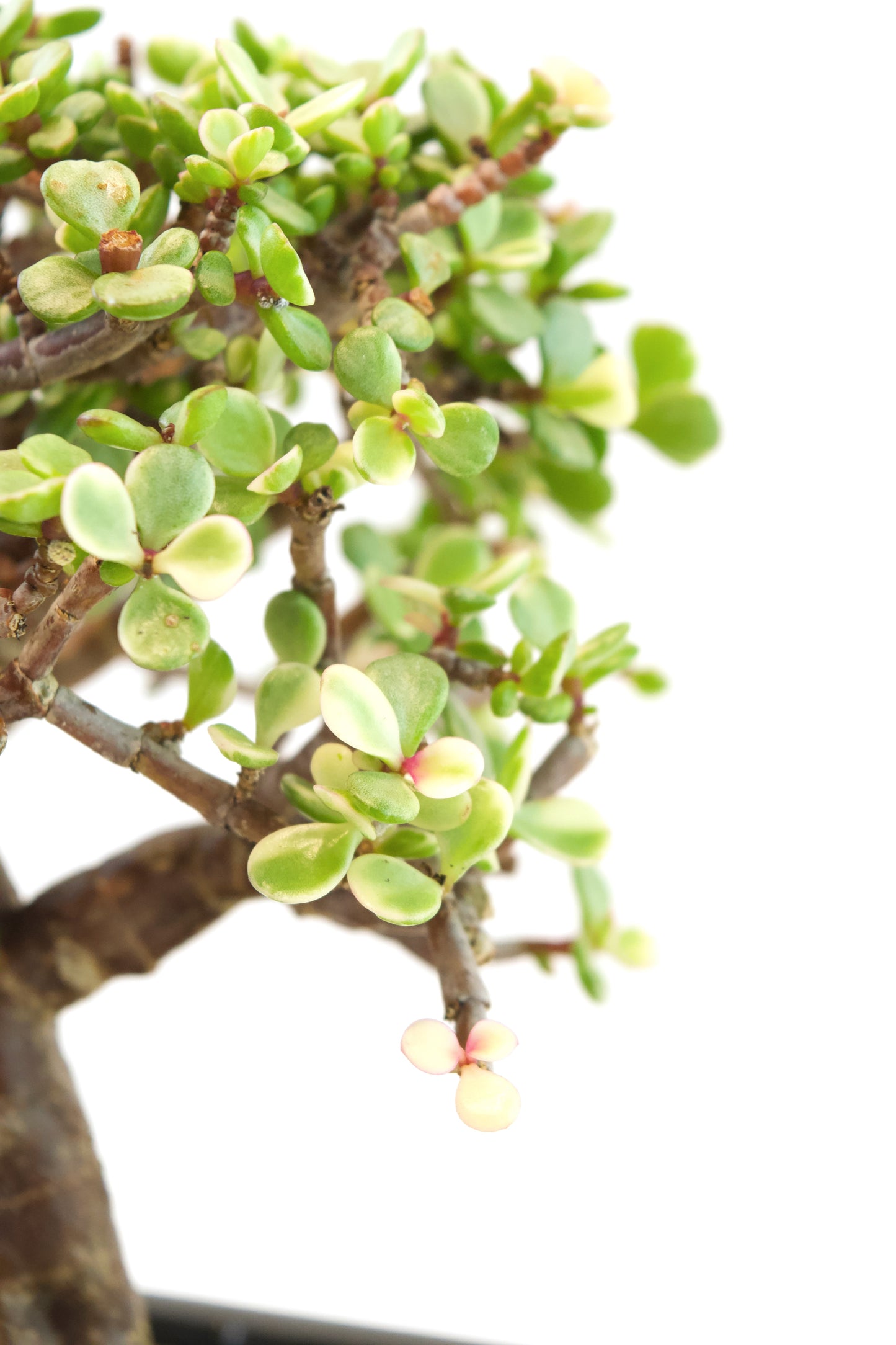 Dwarf Variegated Jade Ceramic 6" Pot - One of a Kind Bonsai