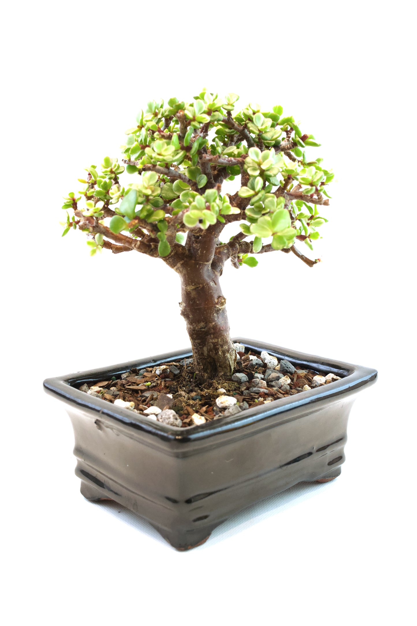 Dwarf Variegated Jade Ceramic 6" Pot - One of a Kind Bonsai