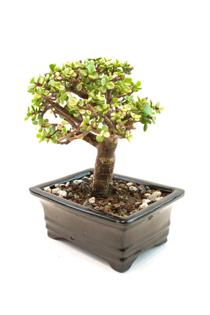 Dwarf Variegated Jade Ceramic 6" Pot - One of a Kind Bonsai