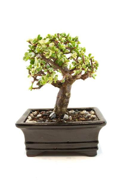 Dwarf Variegated Jade Ceramic 6" Pot - One of a Kind Bonsai