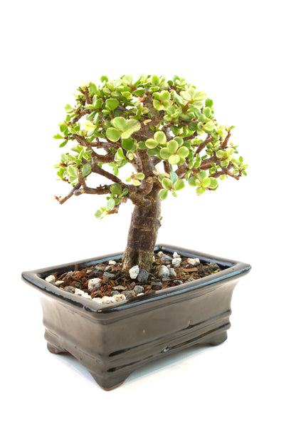 Dwarf Variegated Jade Ceramic 6" Pot - One of a Kind Bonsai