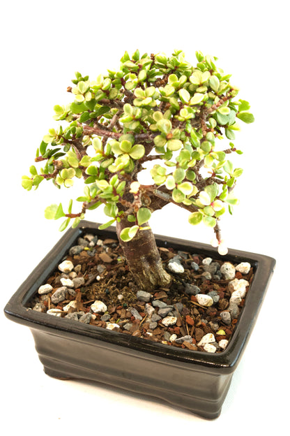 Dwarf Variegated Jade Ceramic 6" Pot - One of a Kind Bonsai