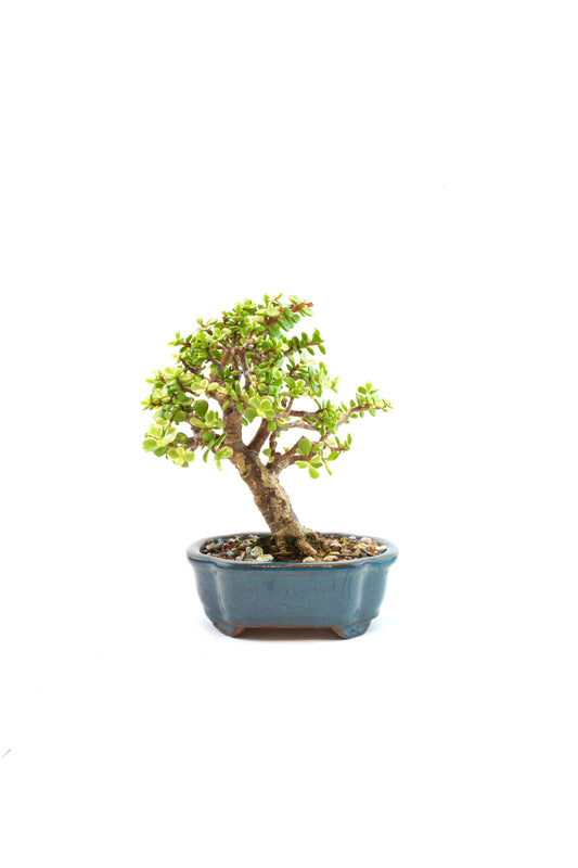 Dwarf Variegated Jade Ceramic 6" Pot - One of a Kind Bonsai
