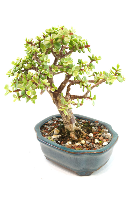 Dwarf Variegated Jade Ceramic 6" Pot - One of a Kind Bonsai