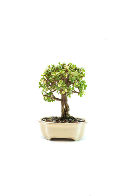 Dwarf Variegated Jade Ceramic 6" Pot - One of a Kind Bonsai