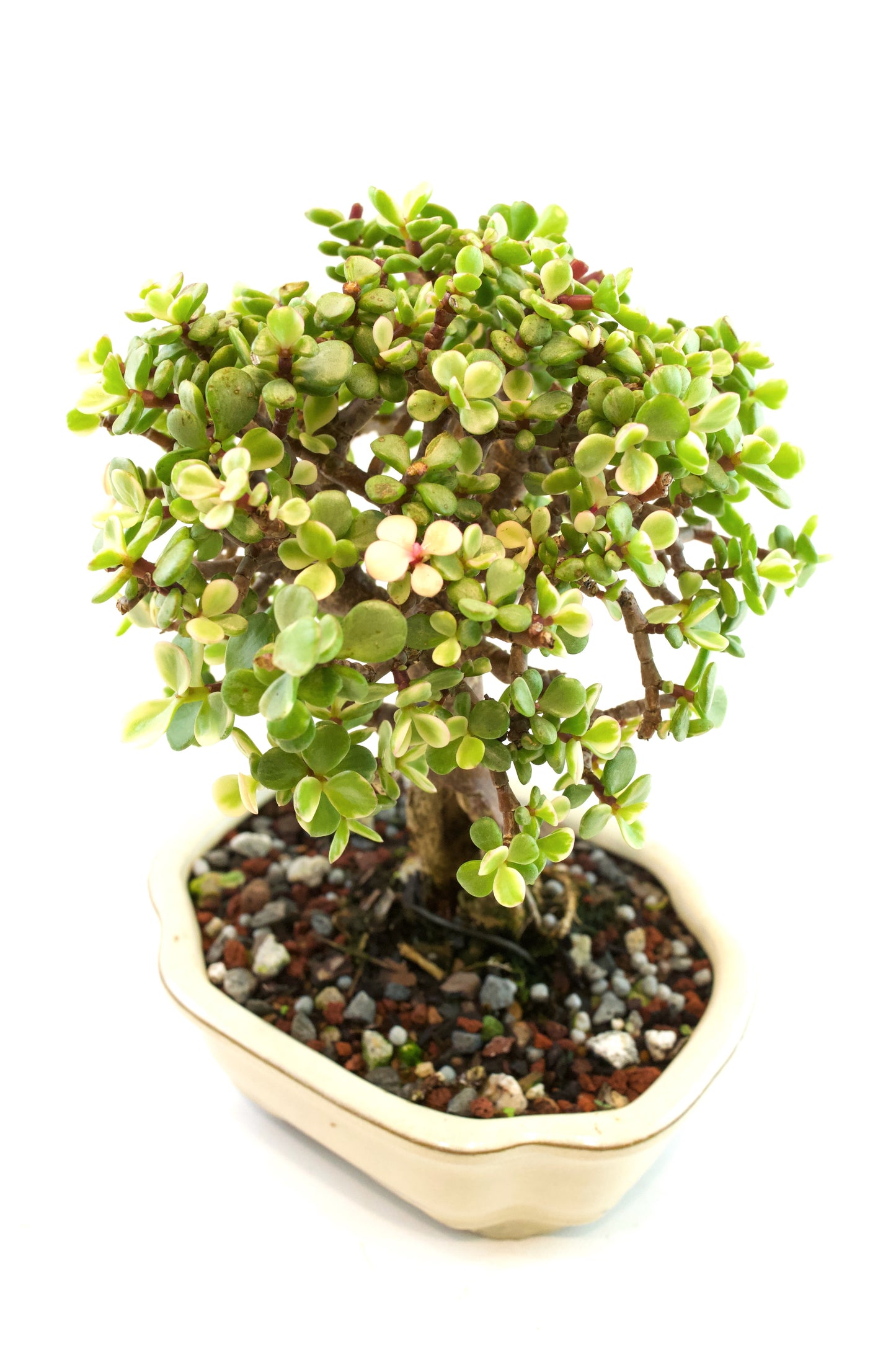 Dwarf Variegated Jade Ceramic 6" Pot - One of a Kind Bonsai