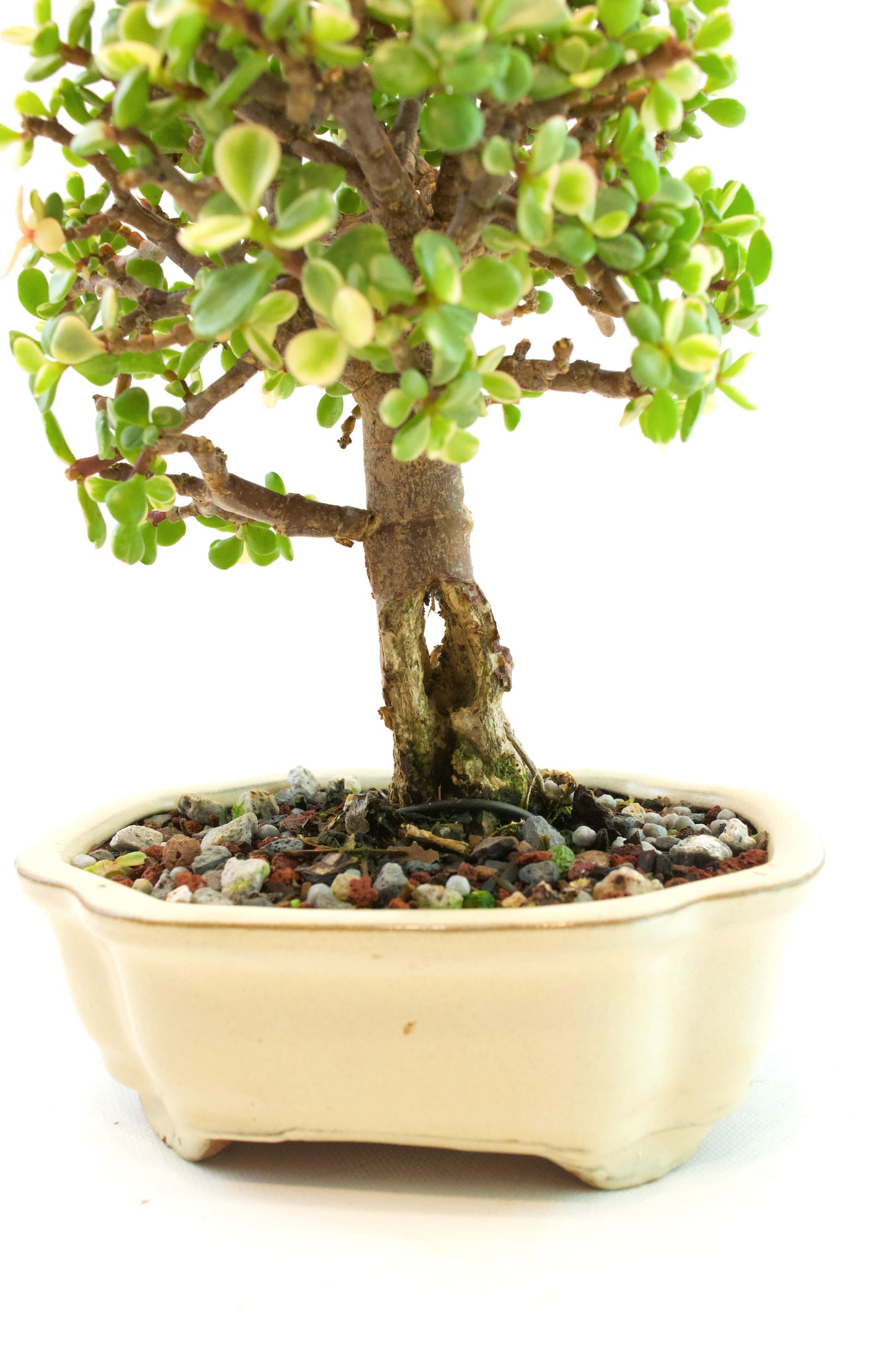 Dwarf Variegated Jade Ceramic 6" Pot - One of a Kind Bonsai
