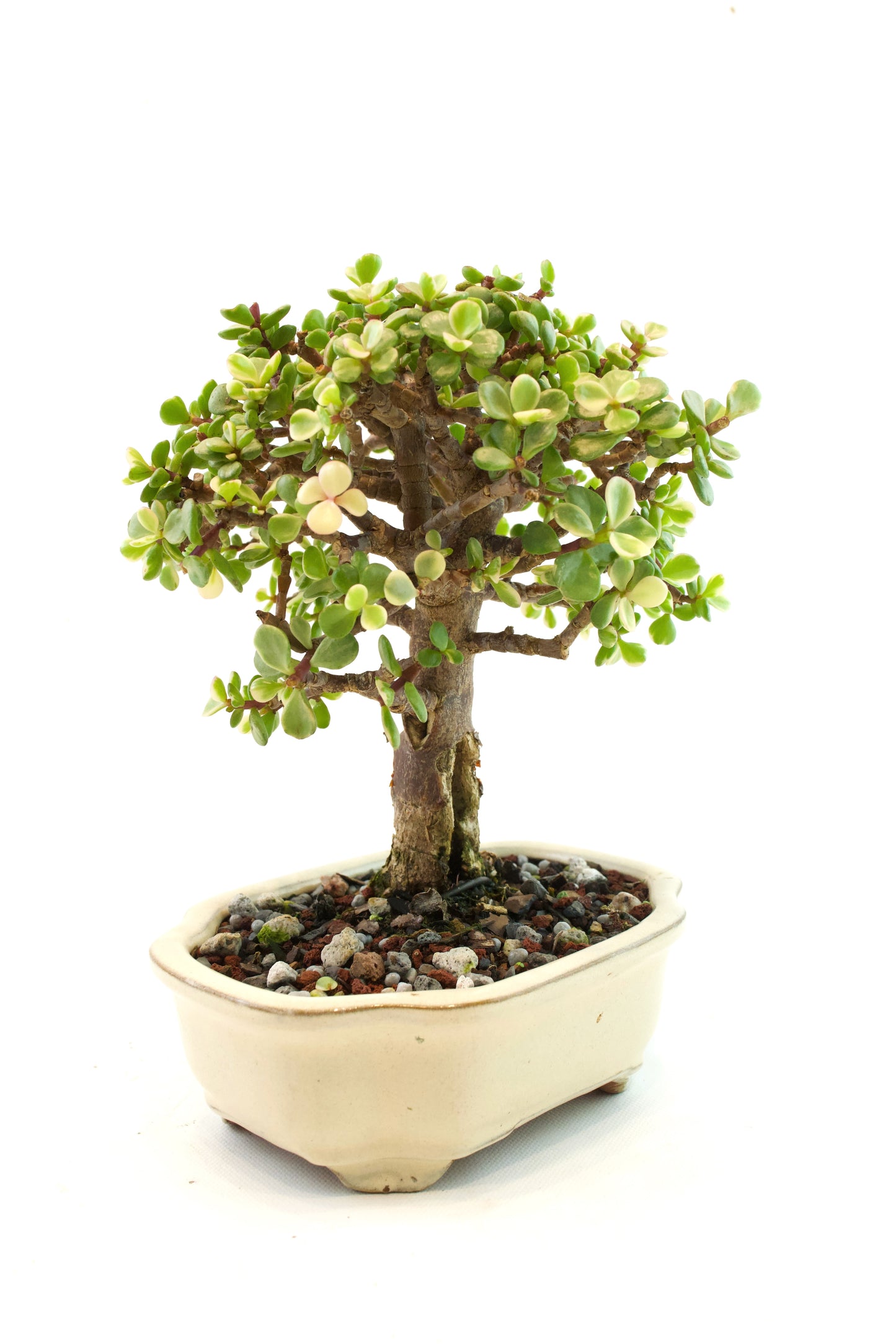 Dwarf Variegated Jade Ceramic 6" Pot - One of a Kind Bonsai