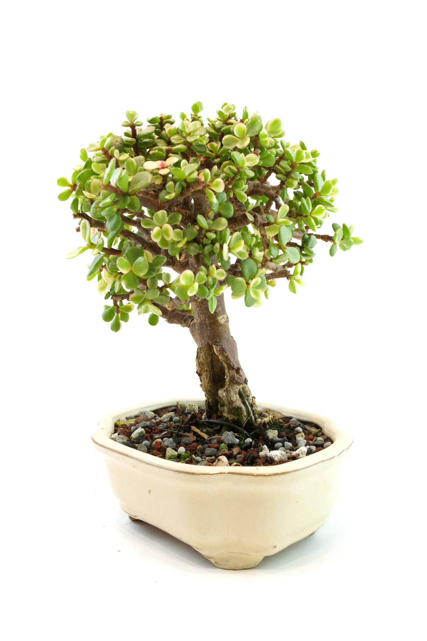 Dwarf Variegated Jade Ceramic 6" Pot - One of a Kind Bonsai
