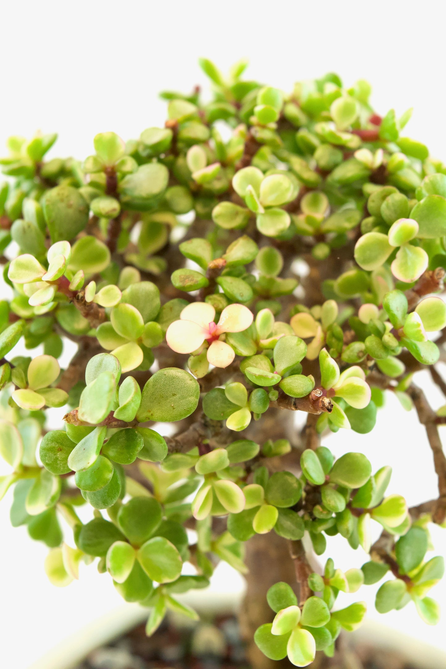 Dwarf Variegated Jade Ceramic 6" Pot - One of a Kind Bonsai