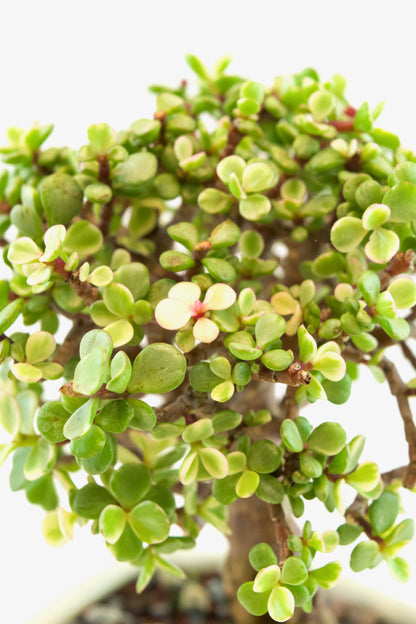 Dwarf Variegated Jade Ceramic 6" Pot - One of a Kind Bonsai