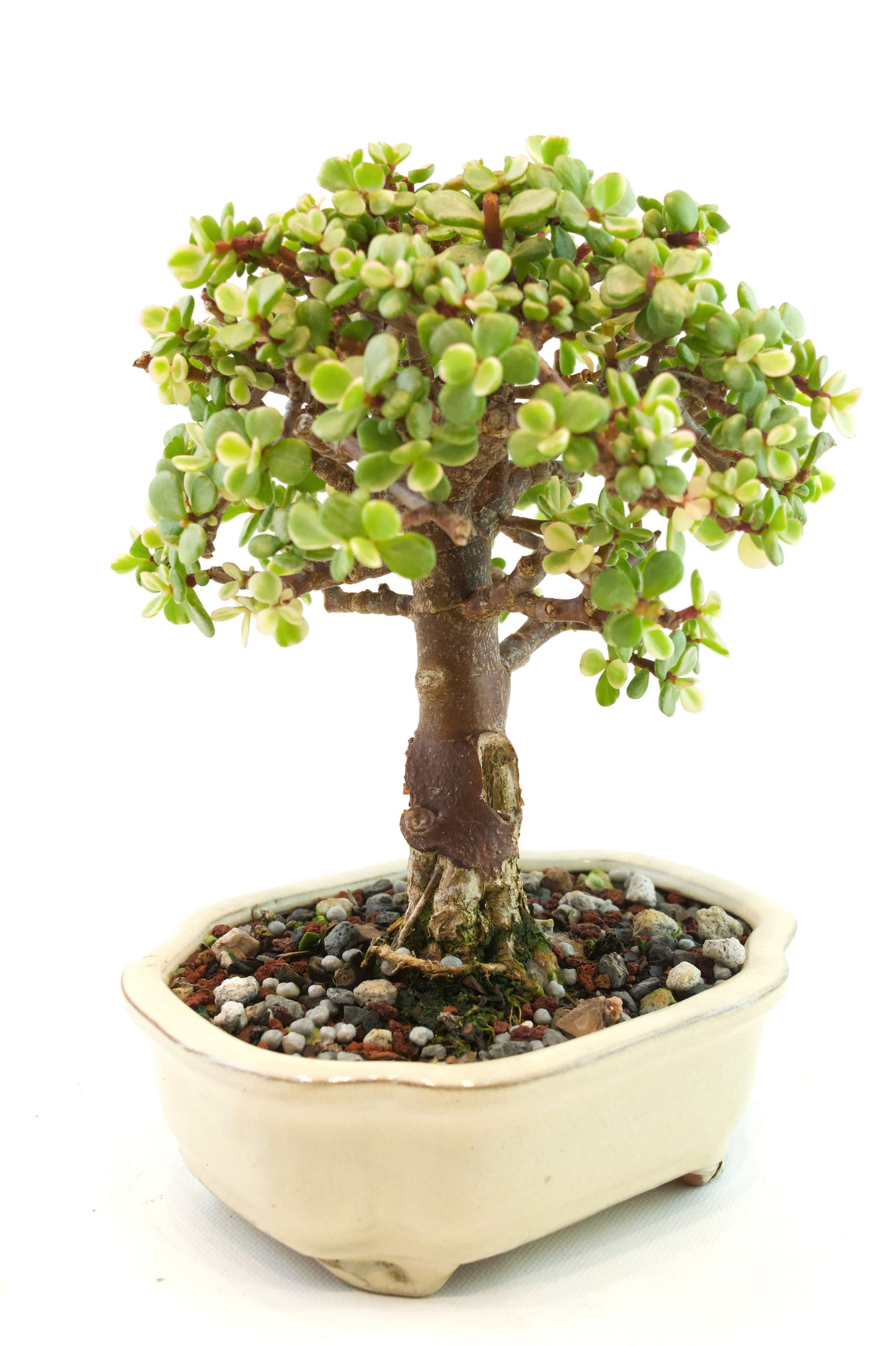 Dwarf Variegated Jade Ceramic 6" Pot - One of a Kind Bonsai