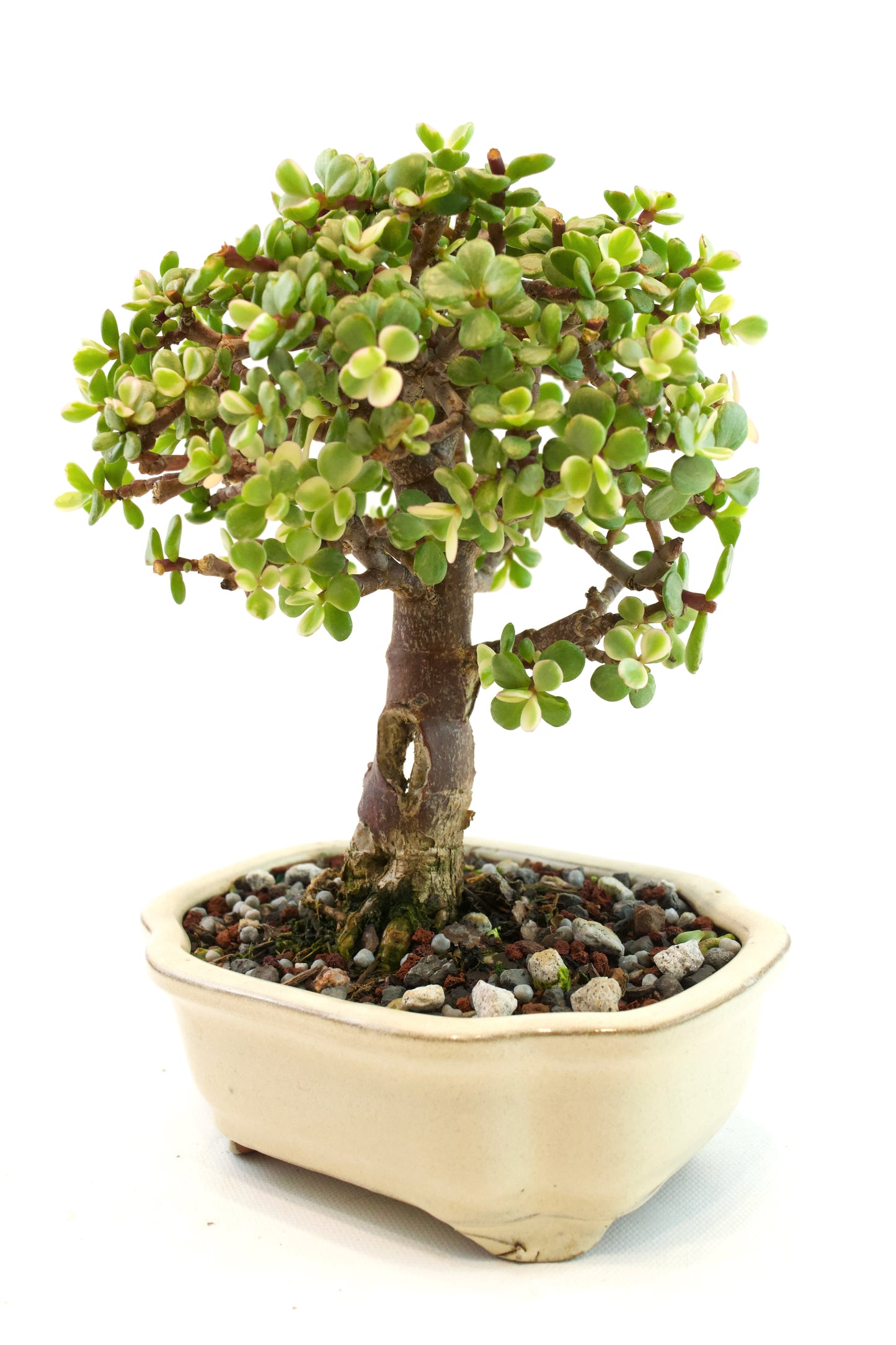 Dwarf Variegated Jade Ceramic 6" Pot - One of a Kind Bonsai