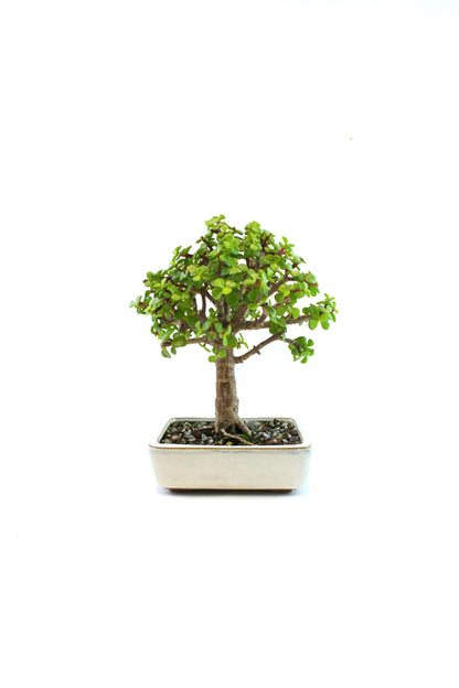Dwarf Green Jade Ceramic 6" Pot - One of a Kind Bonsai