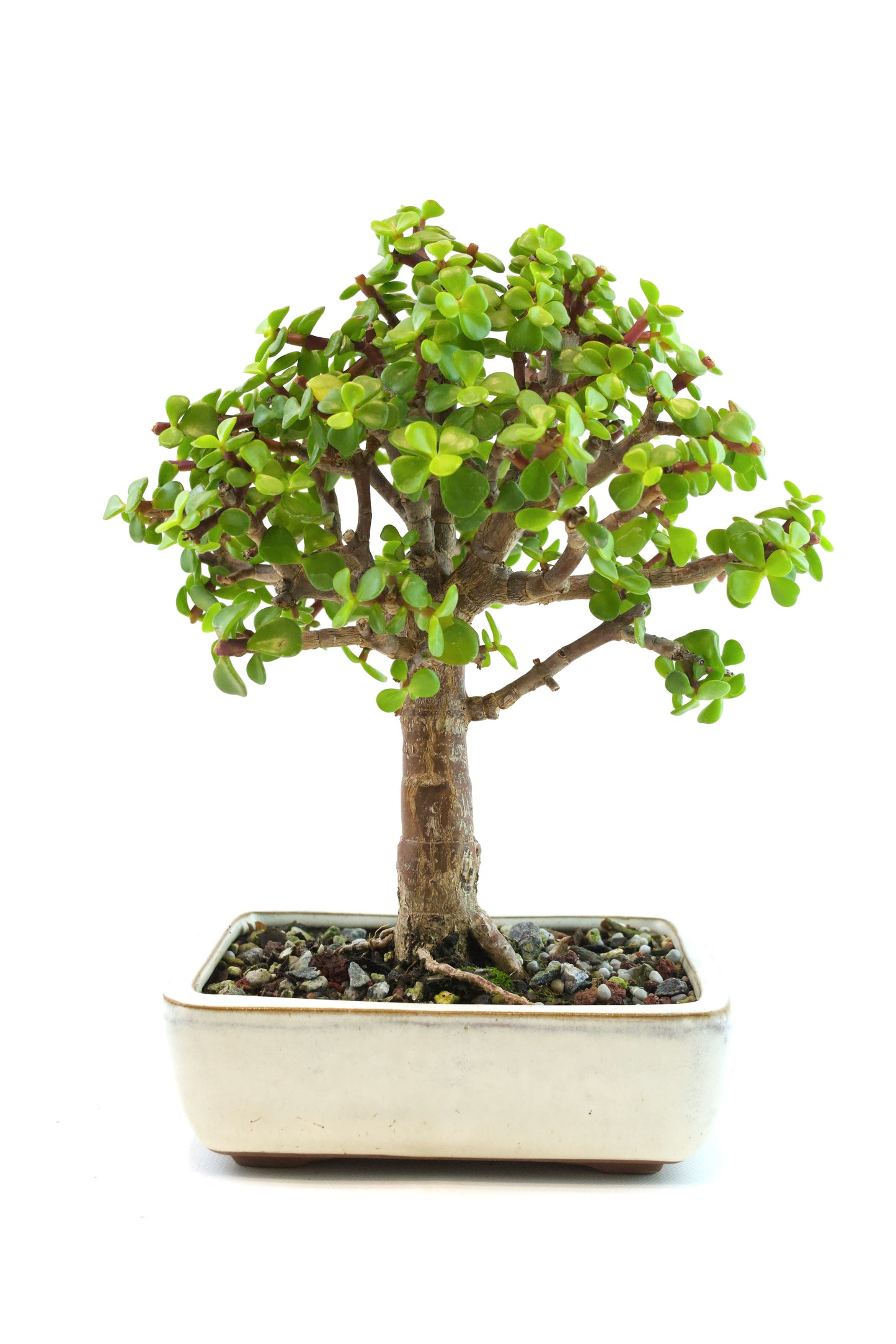 Dwarf Green Jade Ceramic 6" Pot - One of a Kind Bonsai