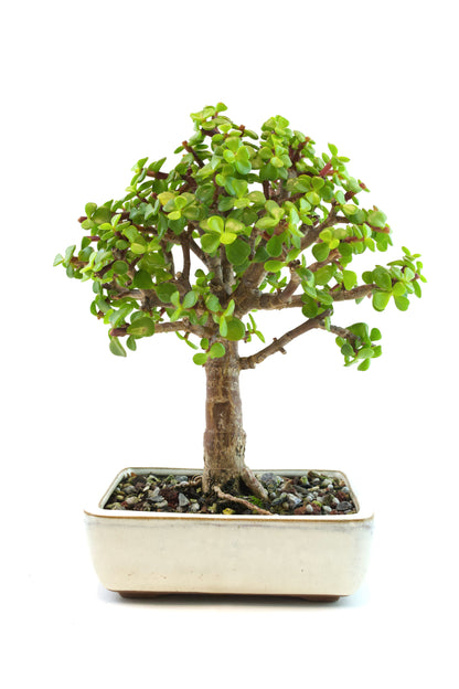 Dwarf Green Jade Ceramic 6" Pot - One of a Kind Bonsai