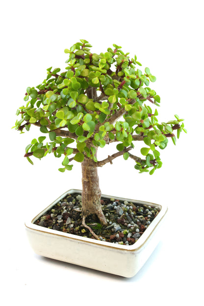 Dwarf Green Jade Ceramic 6" Pot - One of a Kind Bonsai