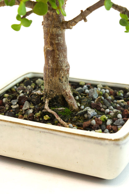 Dwarf Green Jade Ceramic 6" Pot - One of a Kind Bonsai