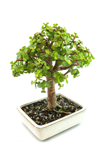 Dwarf Green Jade Ceramic 6" Pot - One of a Kind Bonsai