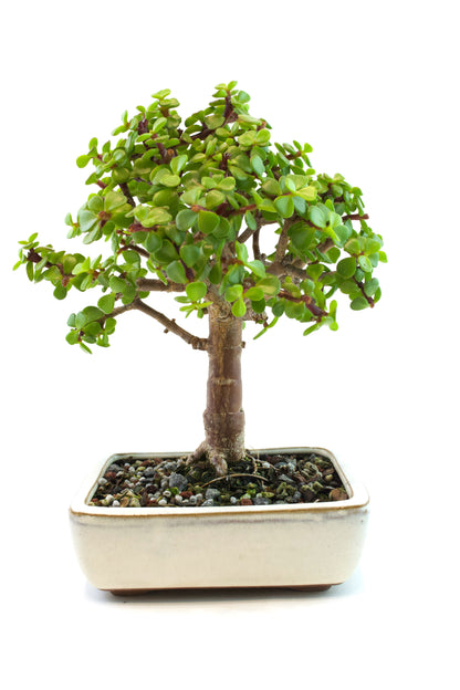 Dwarf Green Jade Ceramic 6" Pot - One of a Kind Bonsai