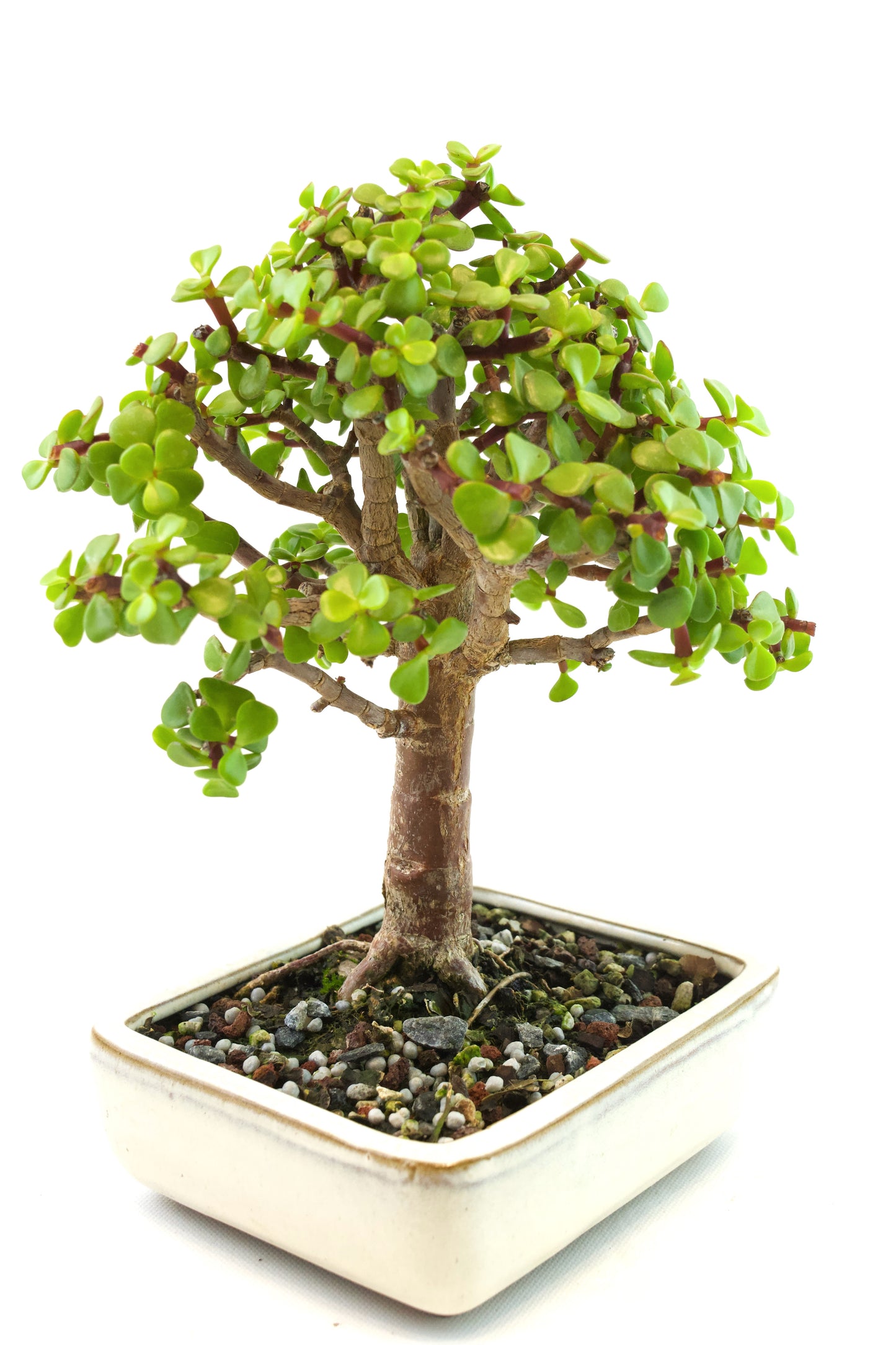 Dwarf Green Jade Ceramic 6" Pot - One of a Kind Bonsai